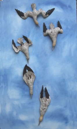 Diving Gannets by Simon Griffiths