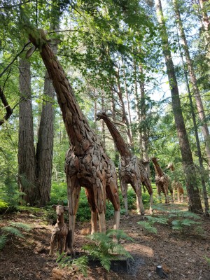 Family of 5 Giraffes at The Sculpture Park