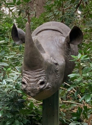 Lifesize Southern Rhino Head at The Sculpture Park