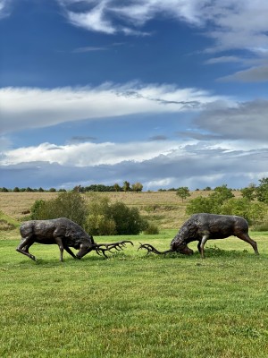 Red Deer Stags from The Sculpture Park at Four Seasons