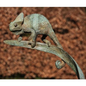 Chameleon by David Cooke