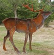 Iron Stag by Dido Crosby at The Sculpture Park, Churt