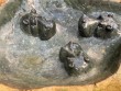 3 Hippo Bird Bath by Timothy Rukodzi at the sculpture park