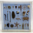 Display Case of Seashore Creatures by Anon Unknown at The Sculpture Park