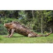 Giant Driftwood Iguana at The Sculpture Park