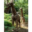 Family of 5 Giraffes at The Sculpture Park