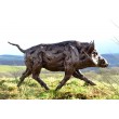 Tanya Russell, Running Wild Boar, Bronze Resin, at The Sculpture Park 