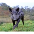 Tanya Russell, Running Wild Boar, Bronze Resin, at The Sculpture Park 