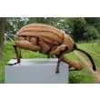 Nut Weevil by The Big Bug Tour at The Sculpture Park