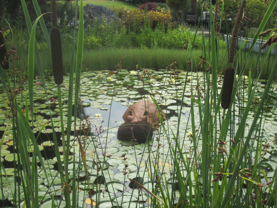 Hippo wallows happily in new home